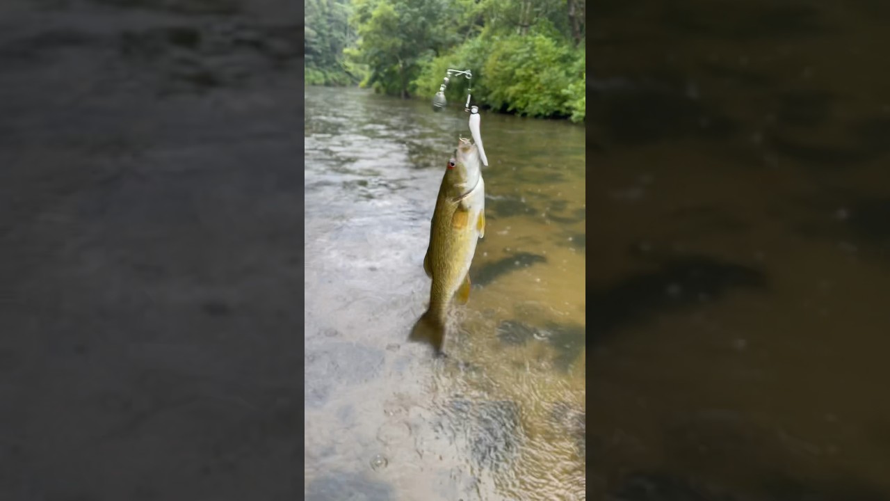 Itty bitty smallie #bass #smallie #river #riverfishing #tiny #little #scrappy #outdoor #mountains