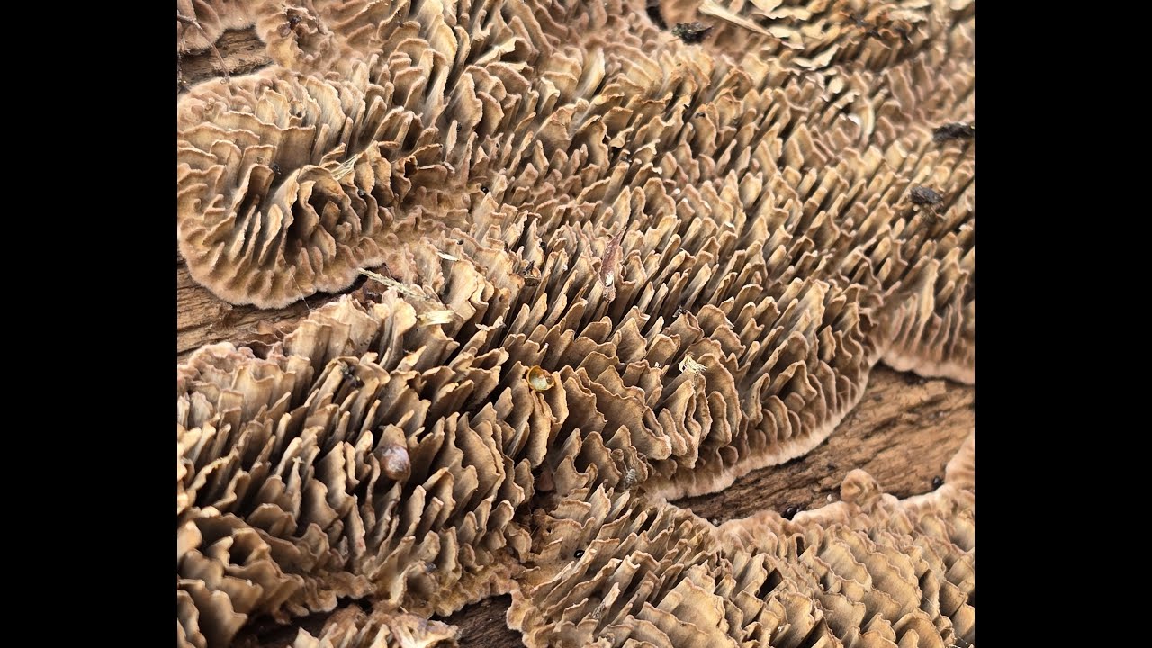 Niszczyca płotowa (Gloeophyllum sepiarium)