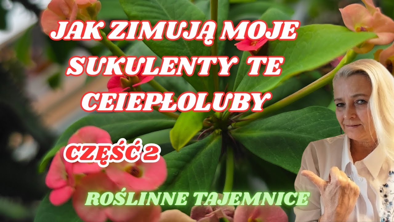Sukulenty które zimują w cieple