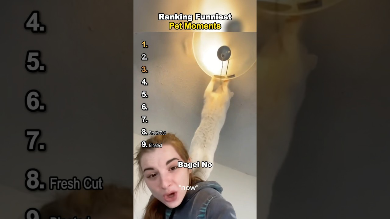 Ranking Funny Pet Moments 🤣🐶