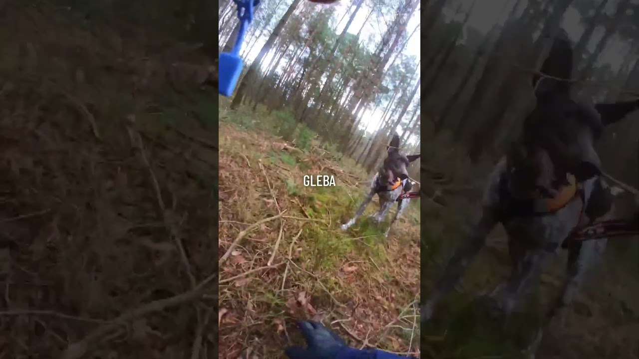 Początki bywają trudne / bikejoring