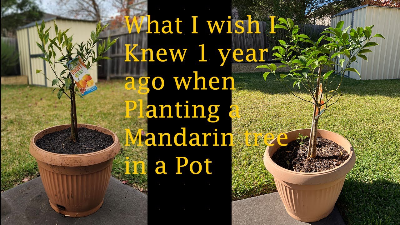 What I wish I knew when I planted my Mandarin tree