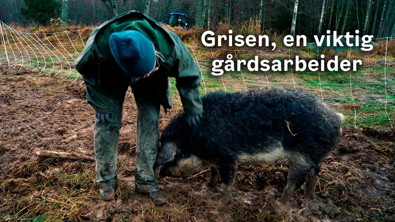 Grisen, en viktig gårdsarbeider 🐷