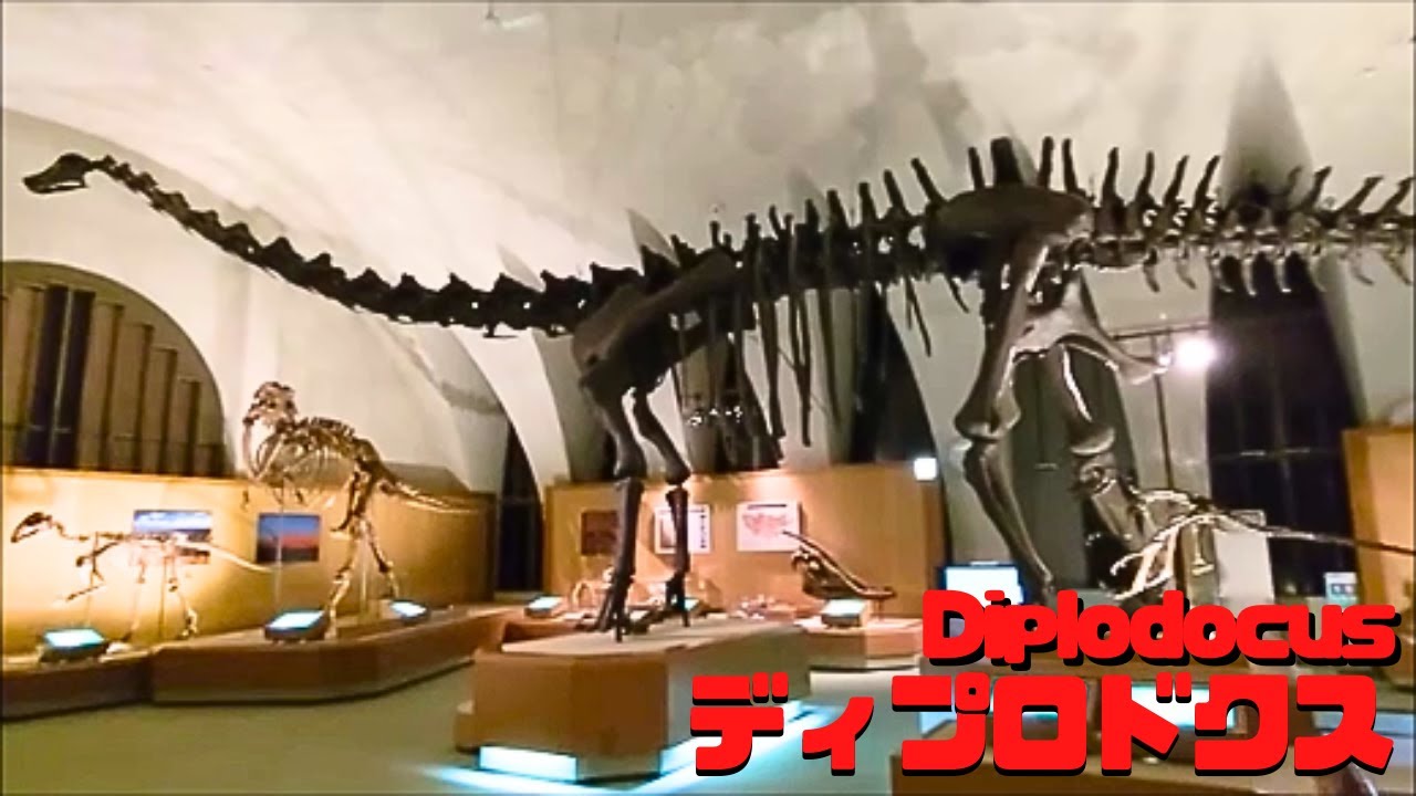 【古生物紹介】ディプロドクス(Diplodocus)