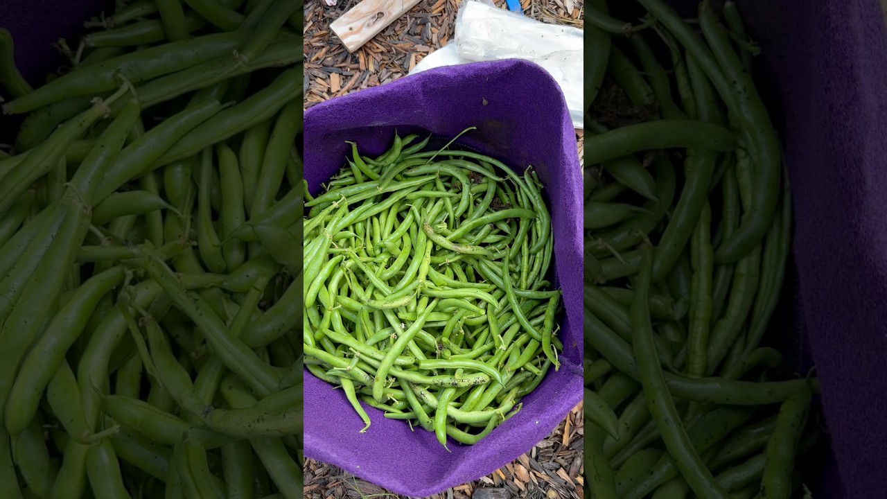 Bush Bean Overload! We Love Park’s Whopper Bush Beans!