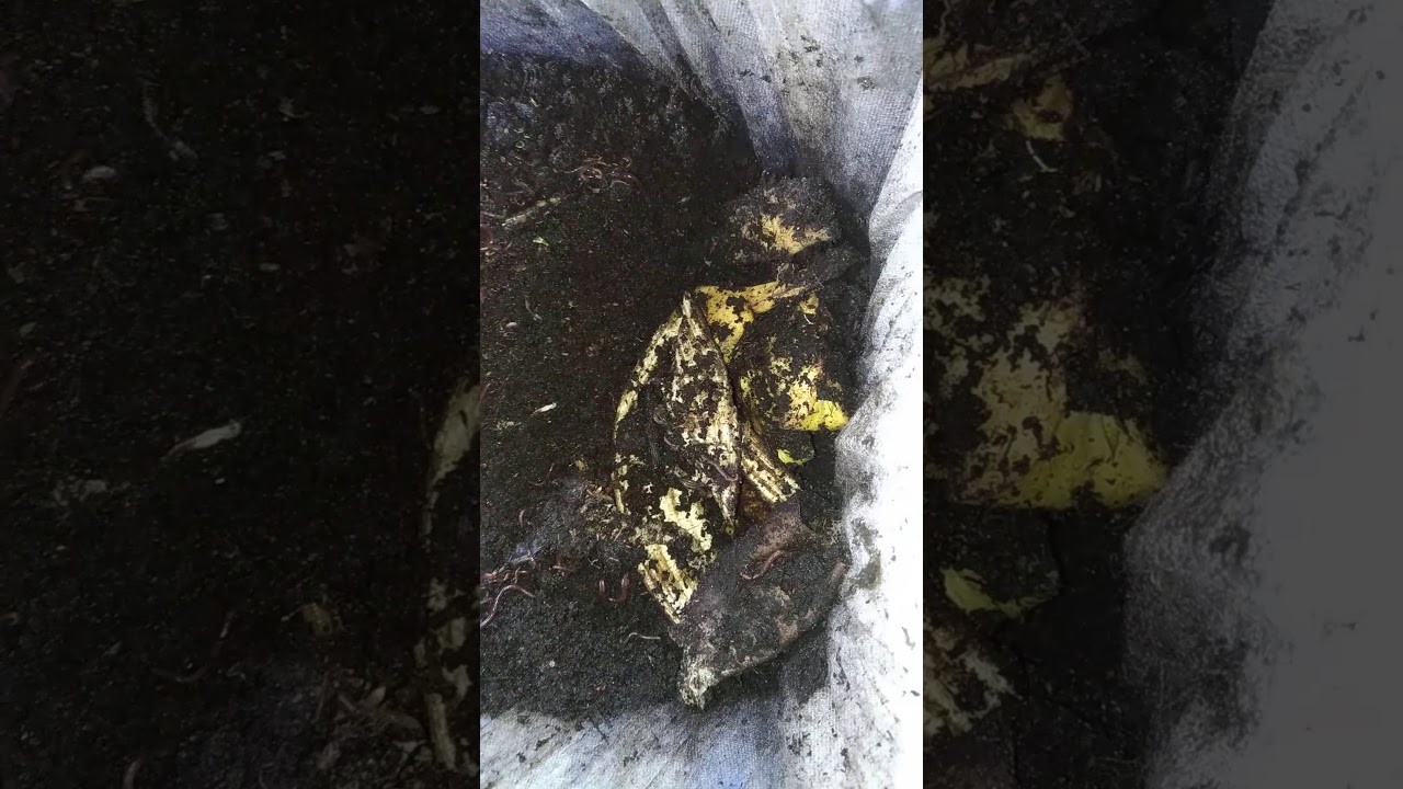 Hodowla dendrobeny w domowych warunkach. Dendrobena dla początkujących