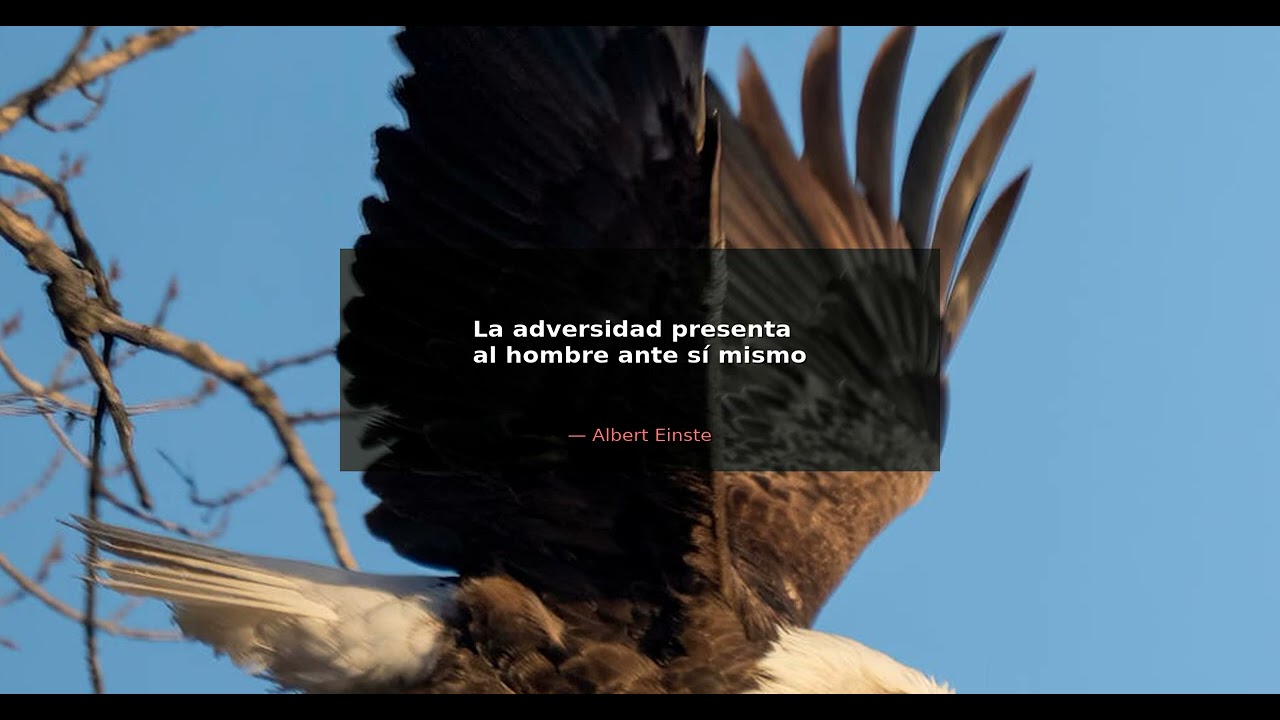 La adversidad presenta al hombre ante sí mismo. - Albert Einstein | Alma Guerrera