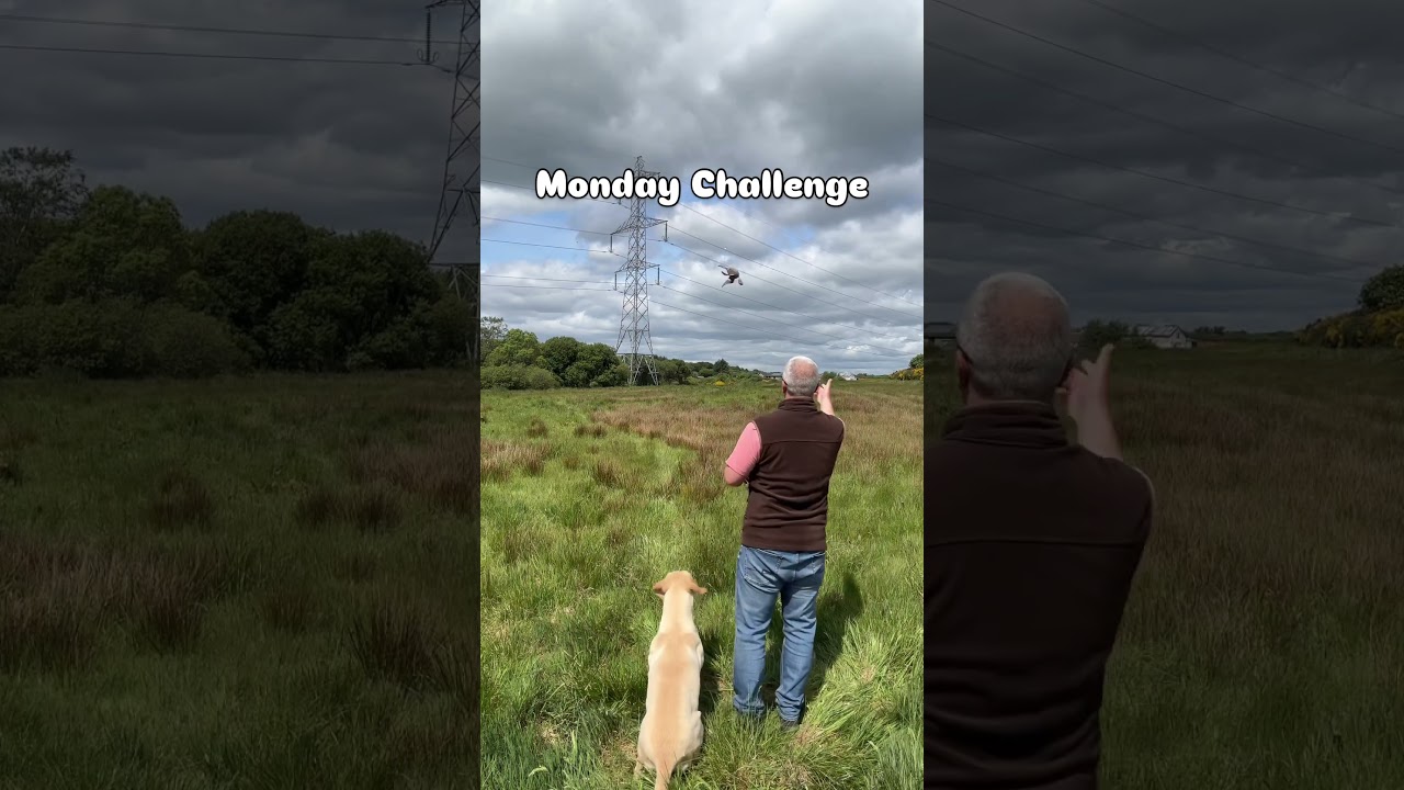 Try the Monday Challenge with your dog! 