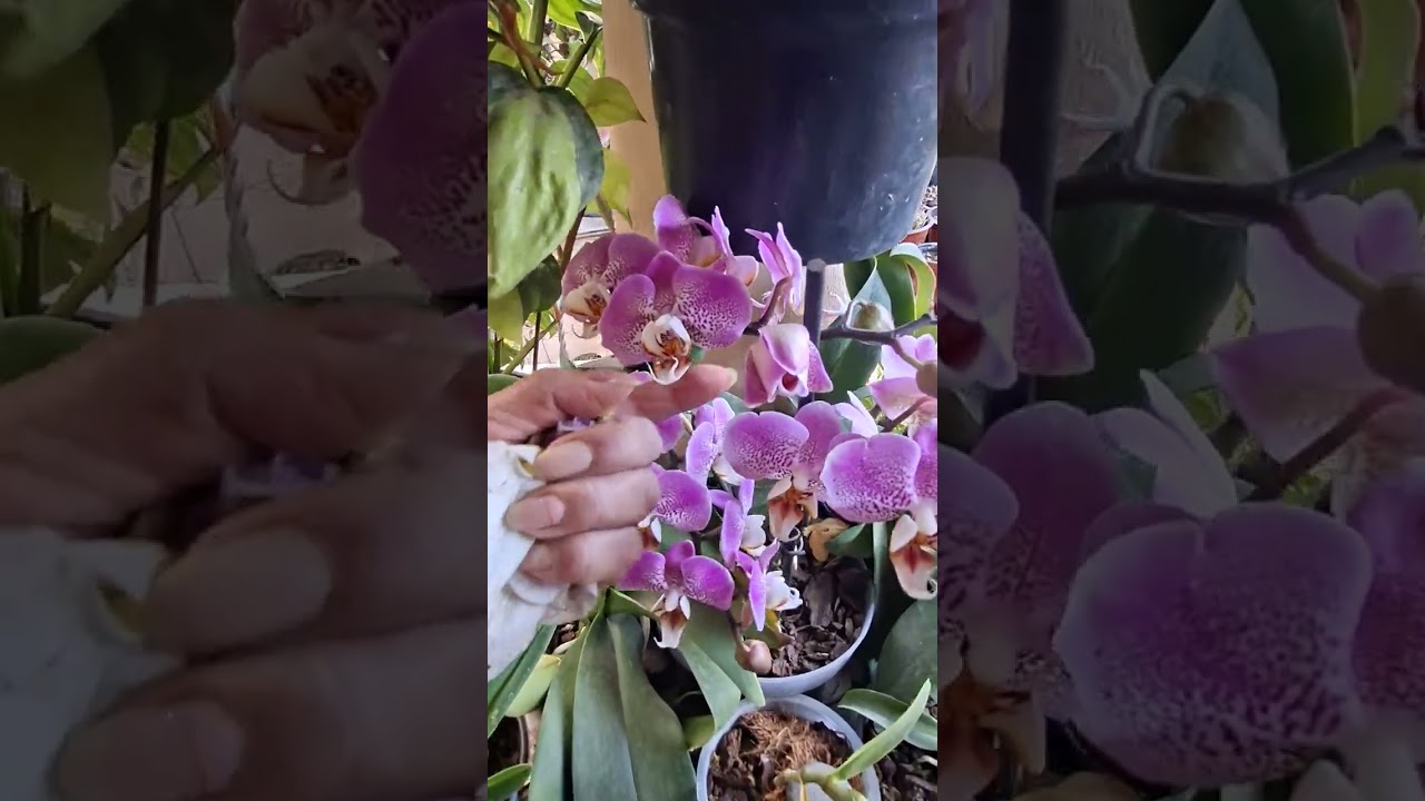 Revisando mis orquídeas 🙏😇💐🐝💜🤗
