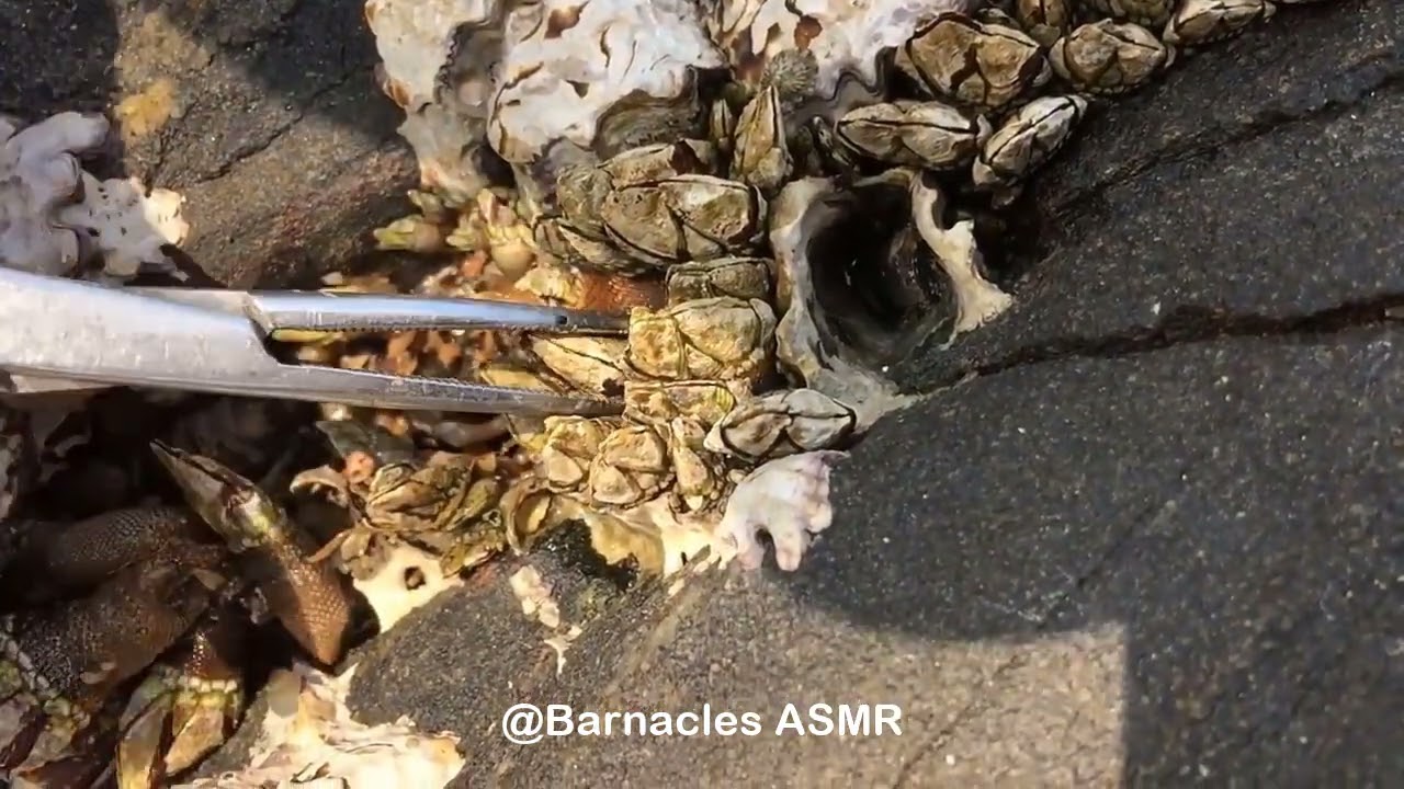 Barnacle ASMR - My daily work at sea (episode 63 )