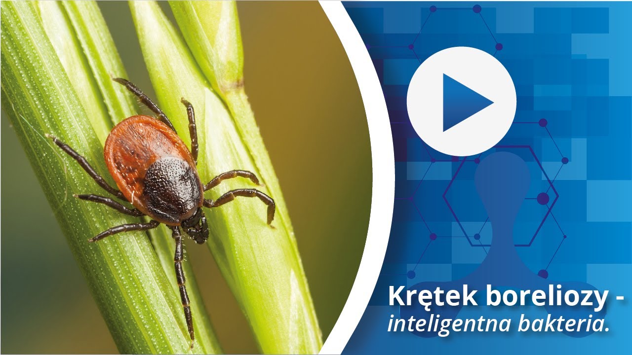 Krętek boreliozy - inteligentna bakteria