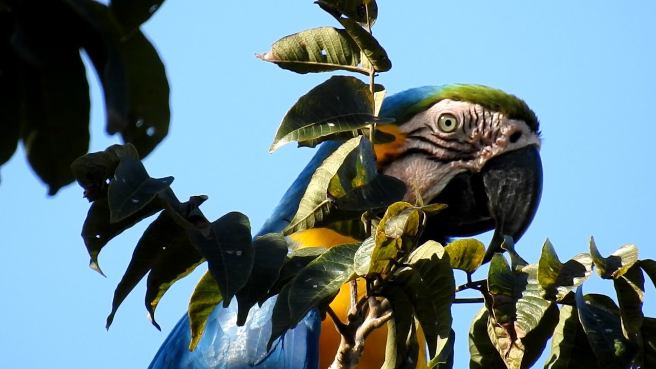 Macaw camouflaged behind the branch of the tree, feeling protected from the cameraman's lenses,