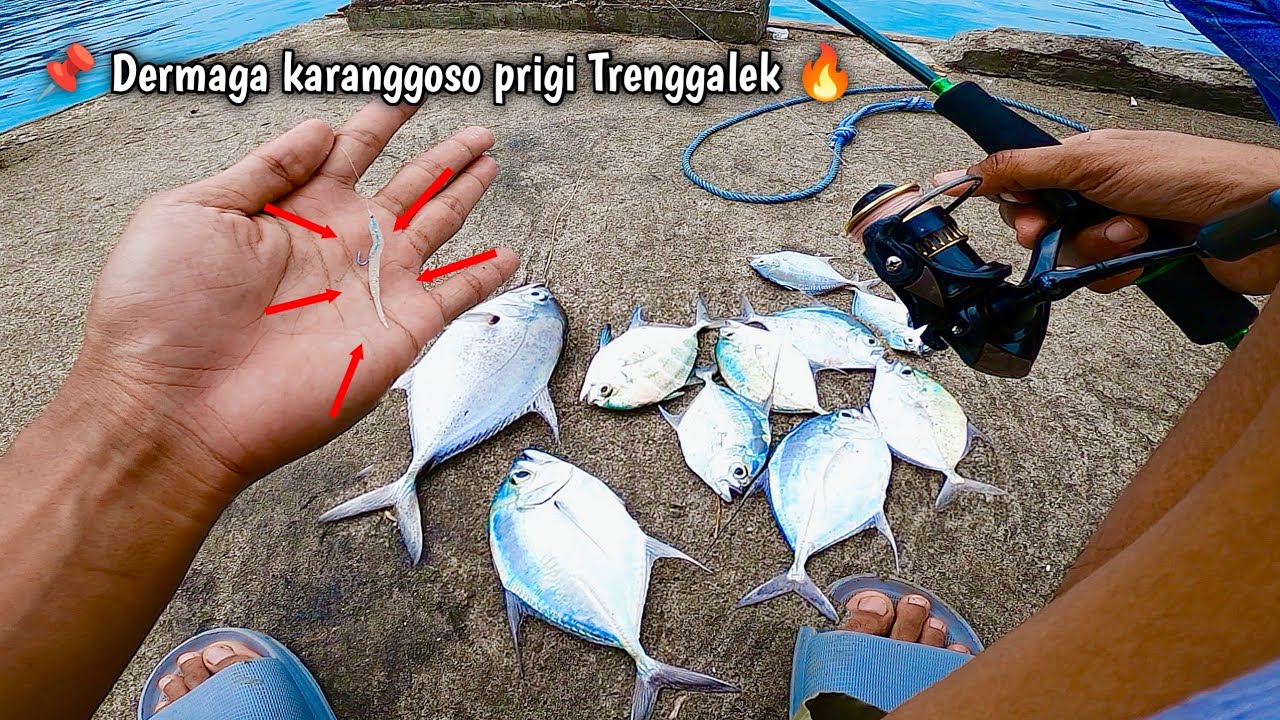 CARA PALING MUDAH STRIKE MANCING DI PINGGIRAN LAUT ‼️  SOFTLURE CAROLINA RIG