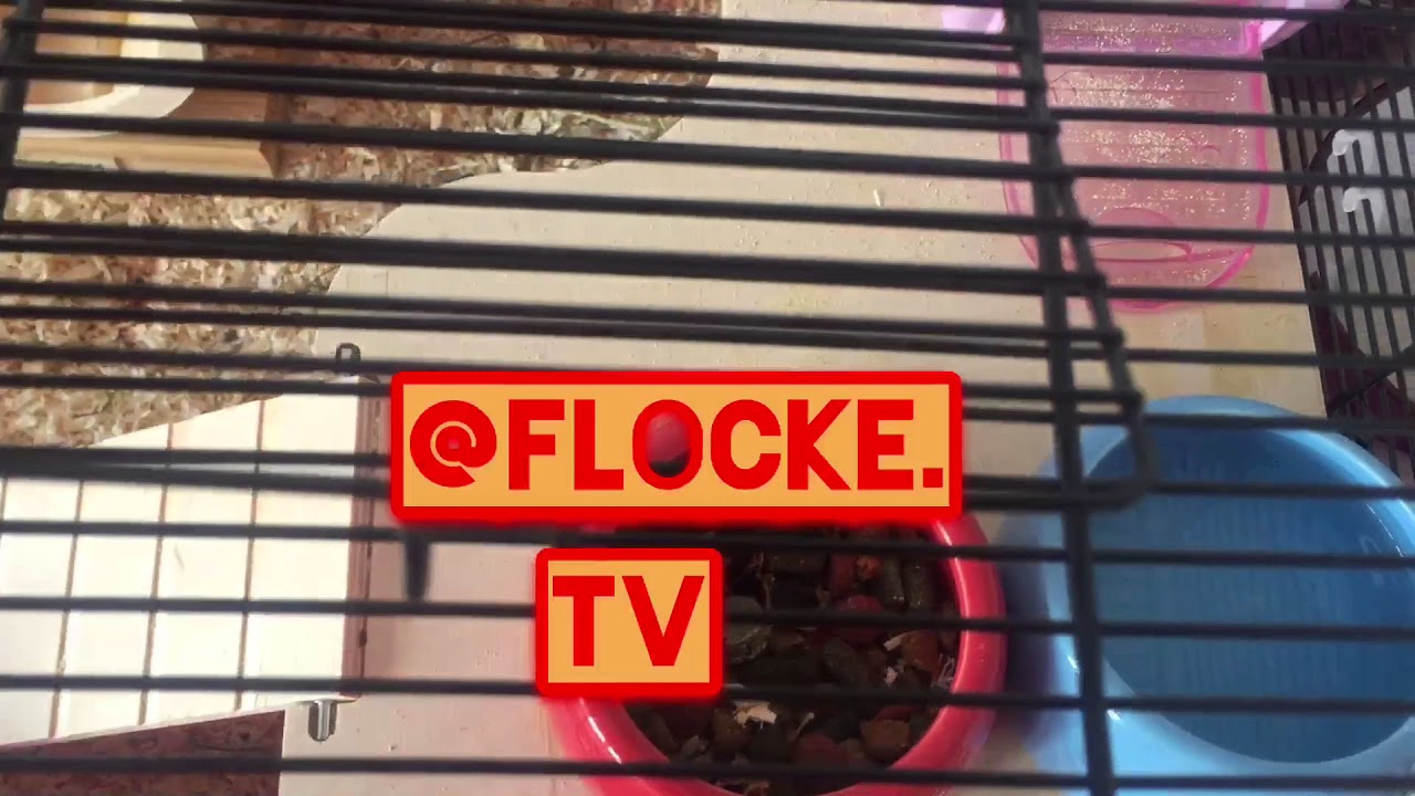 Frisches essen & trinken machen| etwas sauber machen|@flocke. TV🐹😊