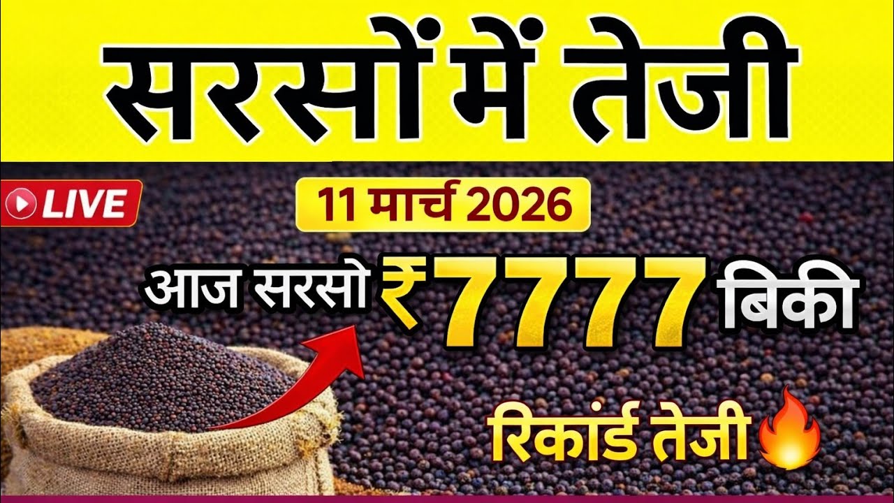 सरसों में रिकॉर्ड तेजी 🚜 आज ₹7777 बिकी | सरसों मंडी भाव 11 मार्च 2026 | किसान खुशखबरी