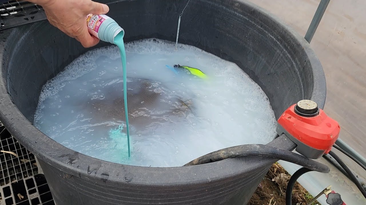 볍씨 소독및 싹틔우기(2025년 4월 16일 수요일)