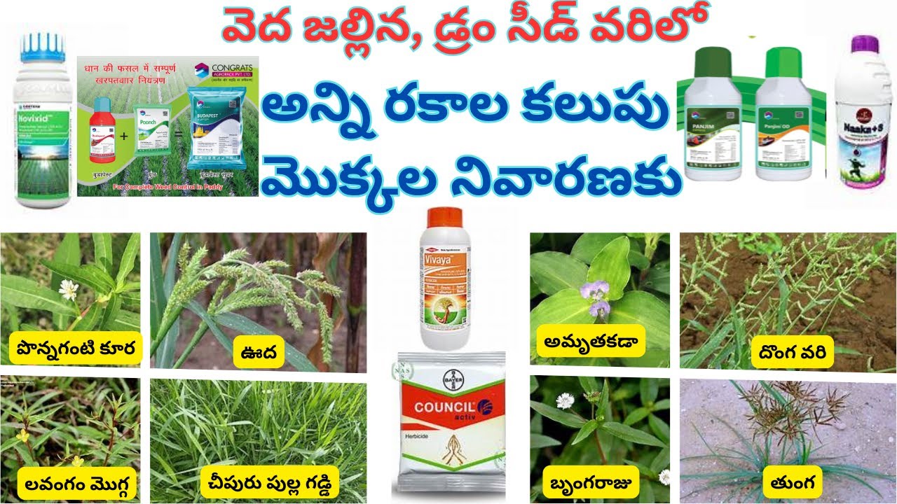 #2025 వెద జల్లిన, డ్రం సీడ్ వరిలో అన్ని రకాల కలుపు మొక్కల నివారణకు సూపర్ కాంబినేషన్ మందులు #paddy