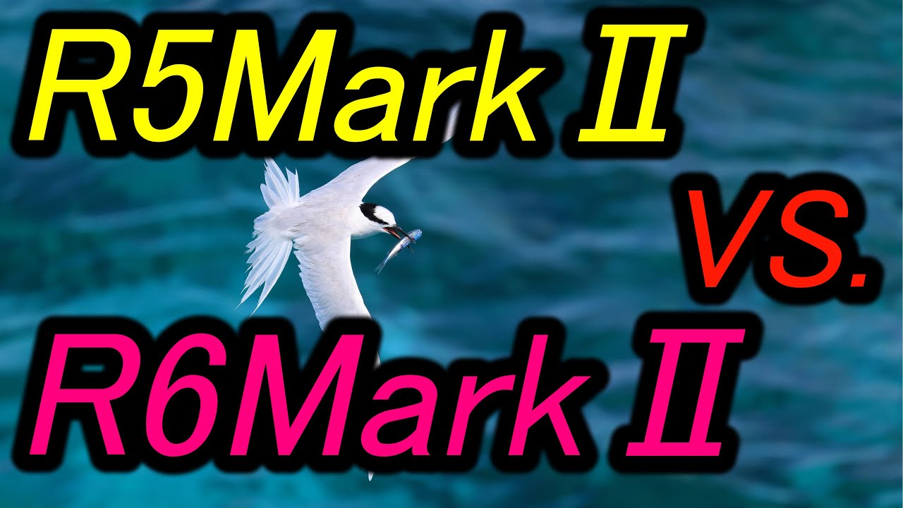 R5MarkⅡ vs. R6MarkⅡ