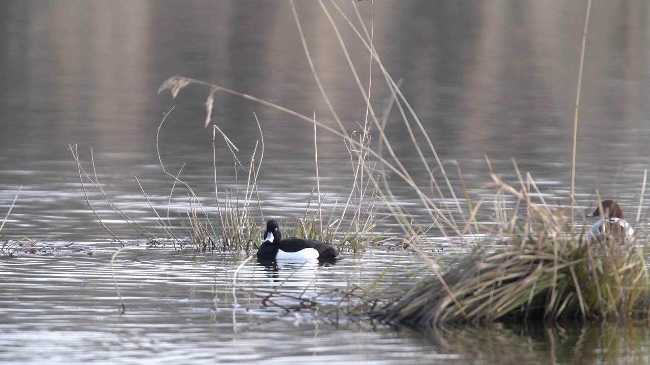 Aythya ferina & Aythya fuligula - Fuligule milouin & Fuligule morillon