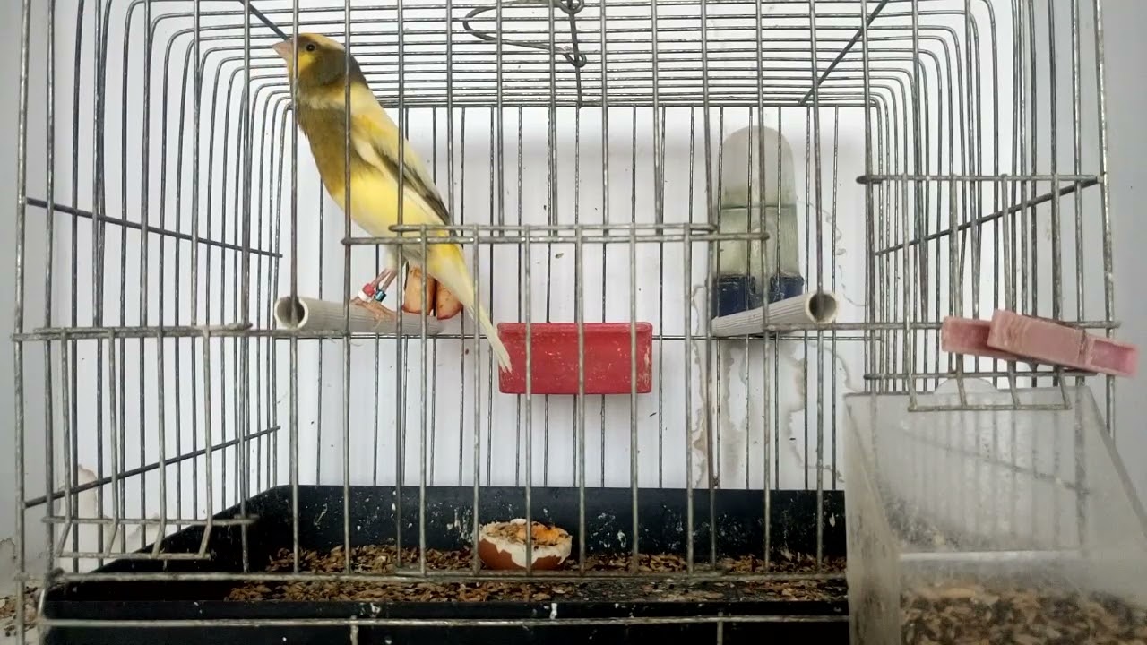 Number 05 Rumen Rusev 4/ 3 /2024 Varna Bulgaria