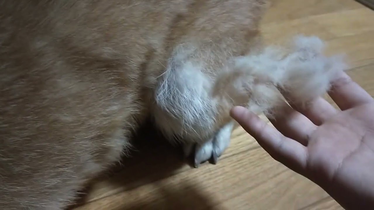 【換毛期】柴犬の毛を抜くだけの動画