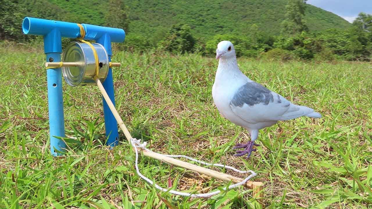 Easy DIY Bird Trap Using PVC Pipe And Milk Cans - Fantastic Bird Trap
