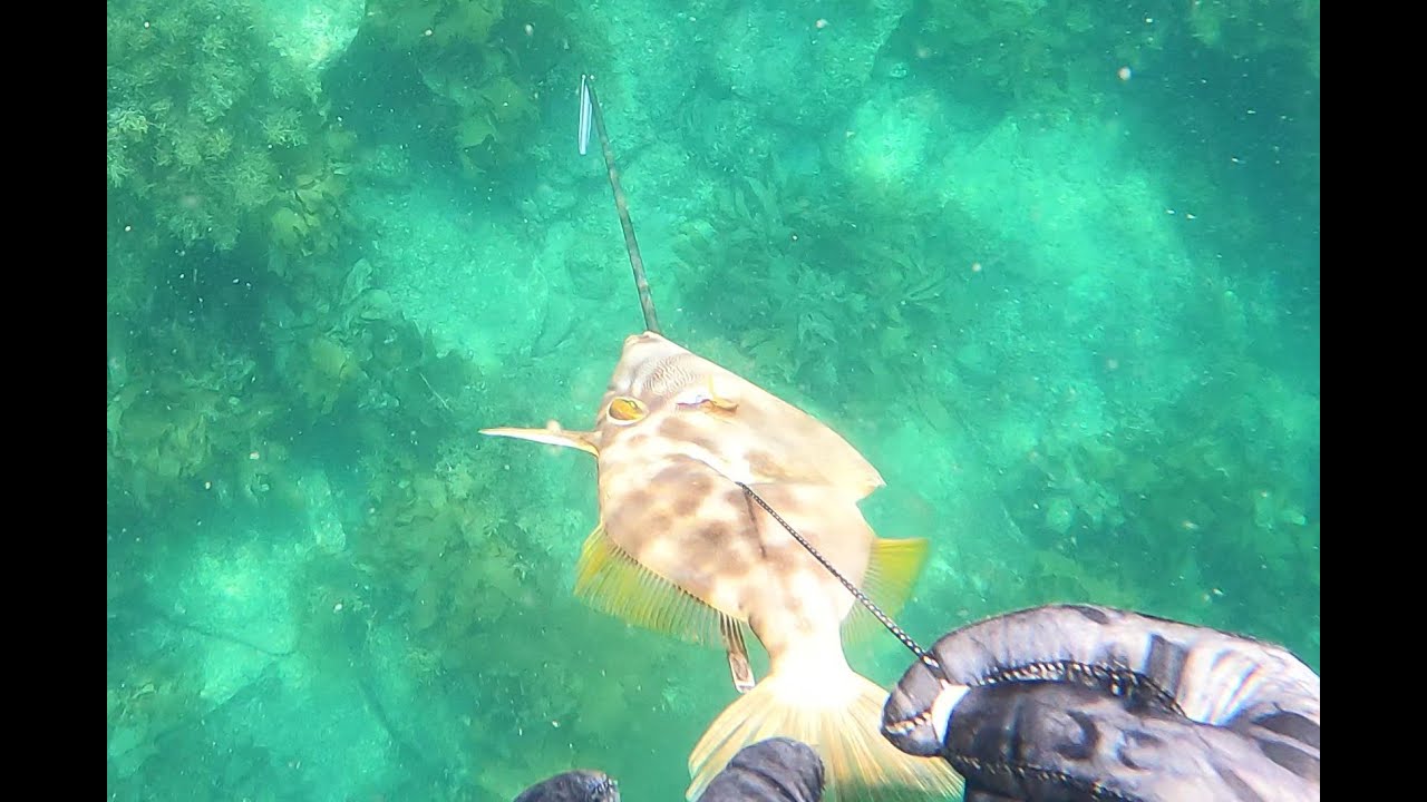 Dreamscapes Beneath the Waves: freediving, a leather jacket, sea cucumbers, crabs, pufferfish.