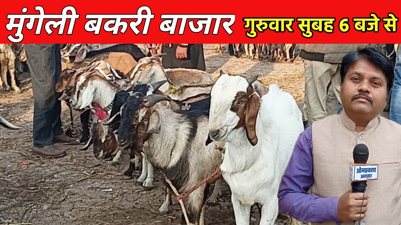 Live मुंगेली बकरी  मंड़ी‌ छत्तीसगढ़।‌ Mungeli Bakri Bazar Chhattisgarh।। Mungeli Goat Market ।।