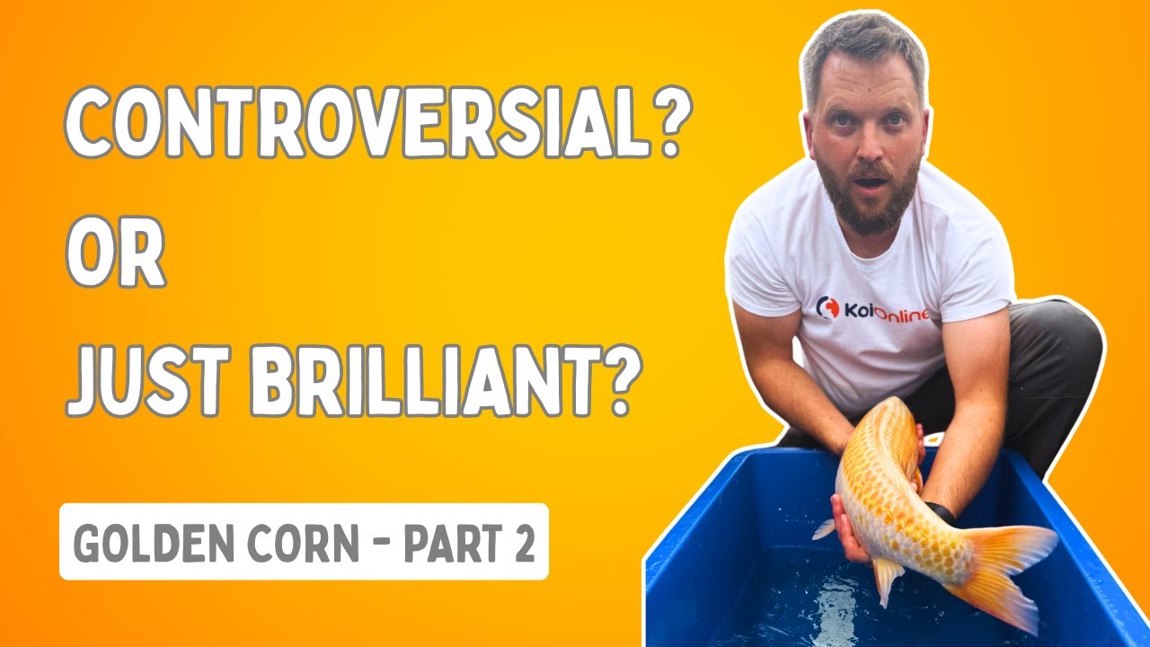 Insane Growth, Tough Choices: Sorting Through 250 Golden Corn Koi | Grow Out Part 2