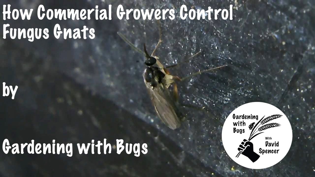 How Commercial Growers Control Fungus Gnats