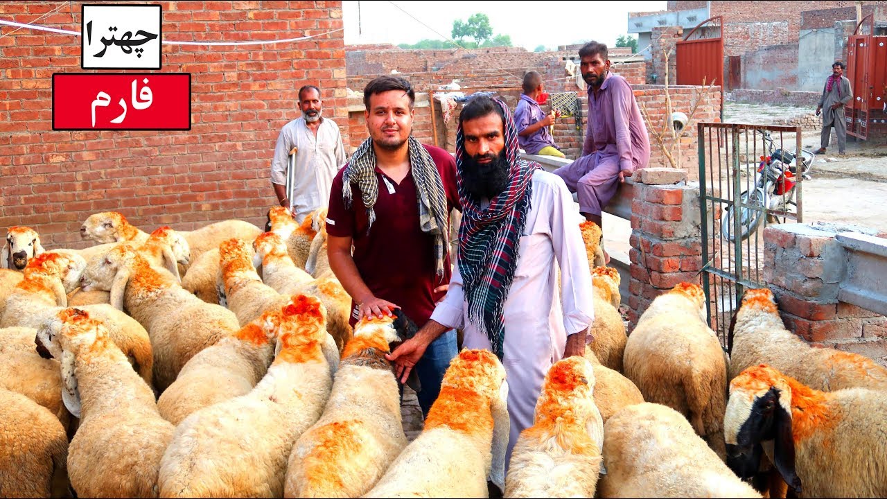 Chatra Farm - Desi Chatray For Qurbani Lahore Bakra Eid 2019