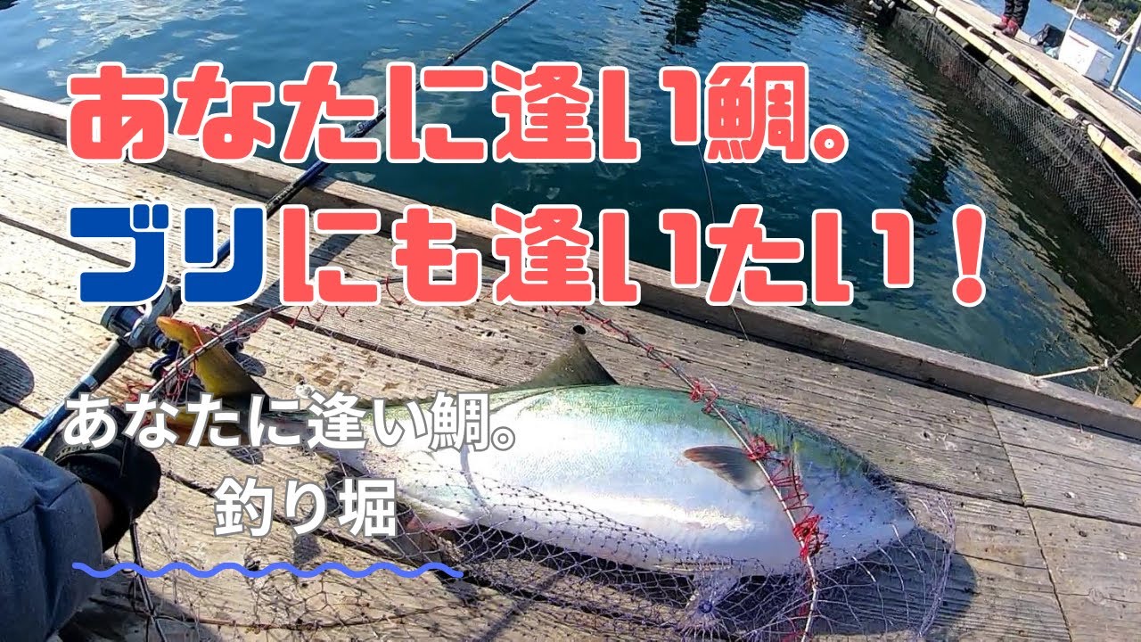 あなたに逢い鯛。ブリにも逢いたい