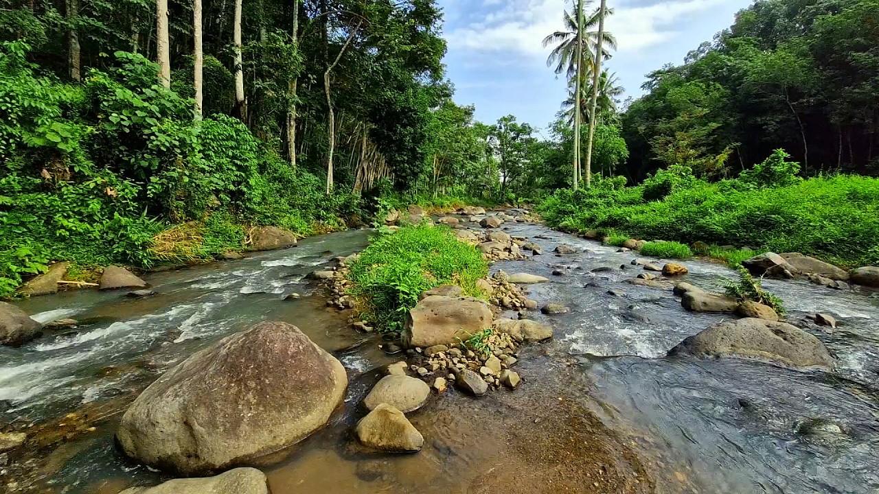 🌿Sleep Deeper Tonight with Peaceful Jungle Creek Flowing Over Rocks & Natural Water Sounds