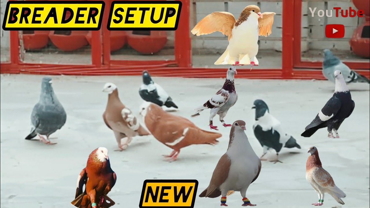 Breader Kabutar ke leye setup #pigeon #kabootar