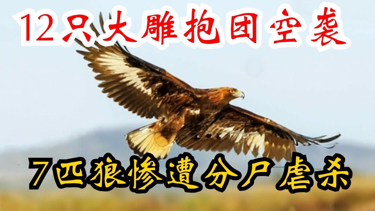 12只金雕团灭7匹狼，空袭大战相当激烈，野狼惨遭分尸