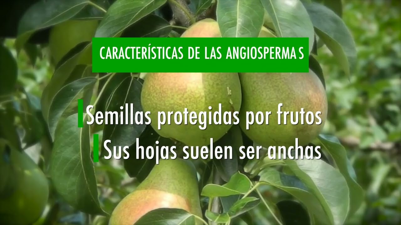 PLANTAS ANGIOSPERMAS