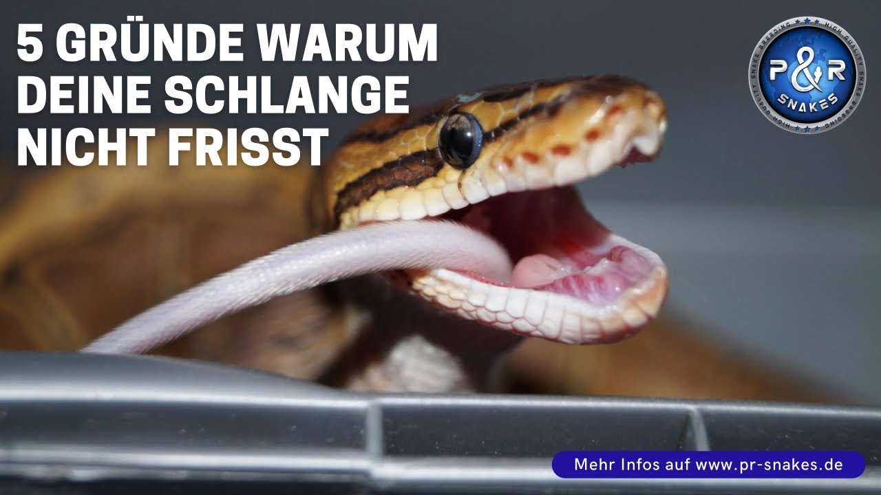 5 Gründe warum Deine Schlange nicht frisst - Terraristik Basics