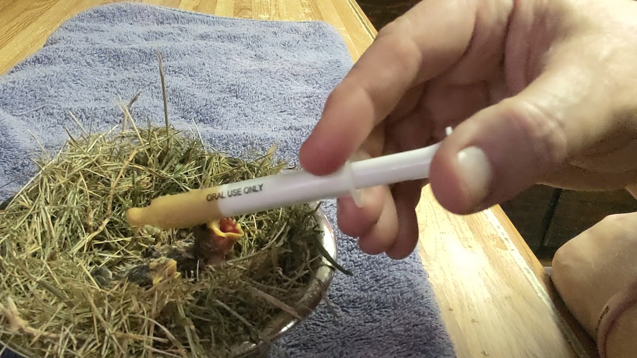 rescue baby wrens day 5