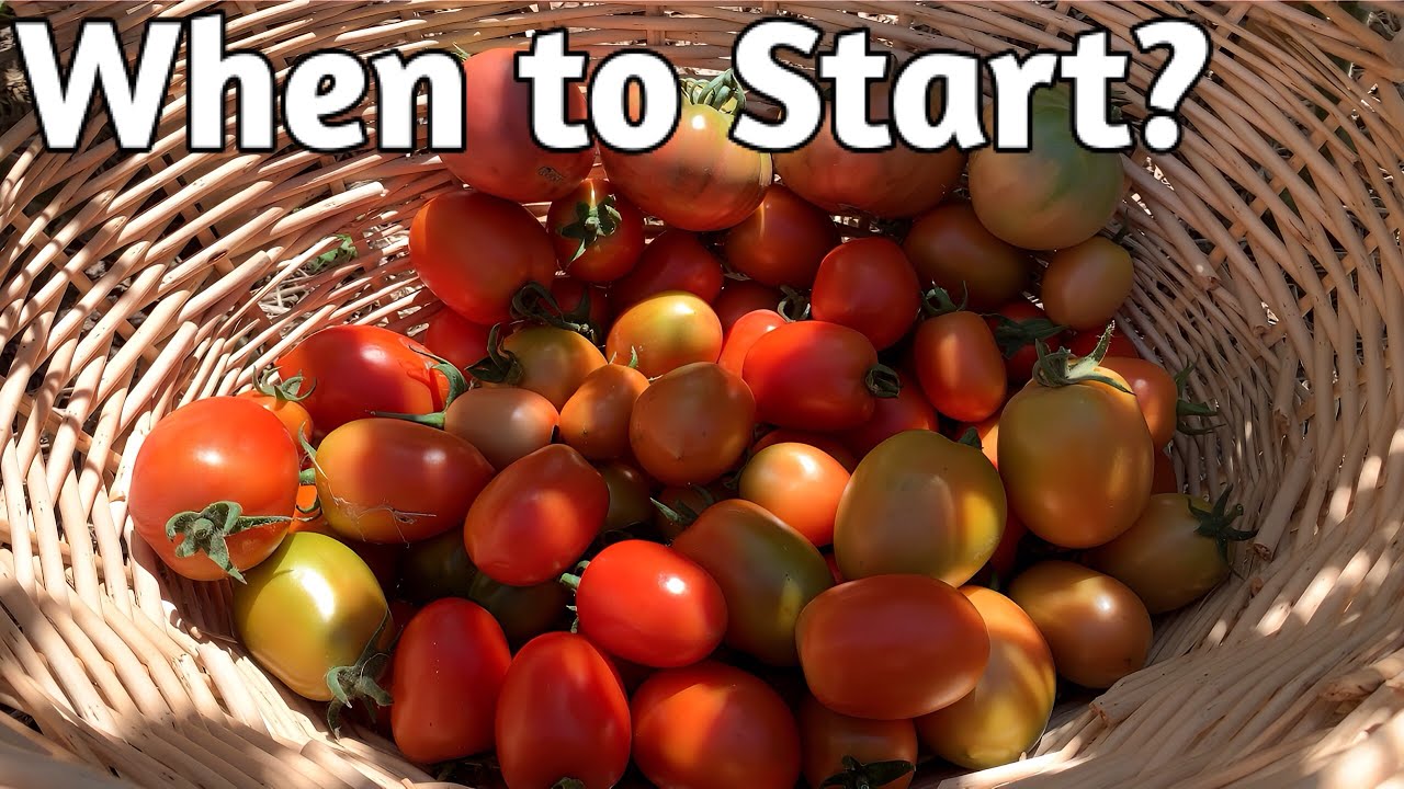 Когда начинать выращивать томаты под лампами