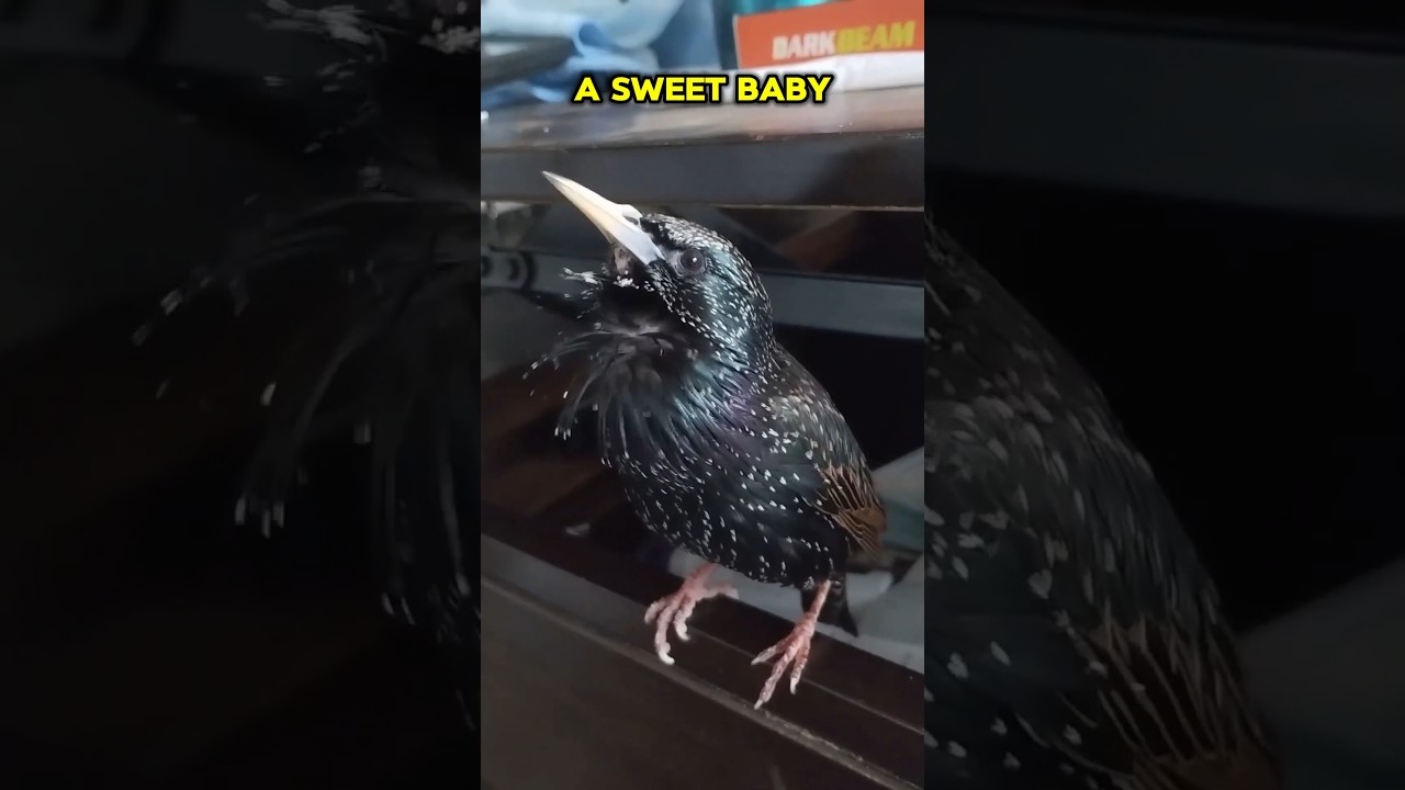 #Starlings #BirdIntelligence #FlockPower #NaturePower #BirdsOfPrey#AmazingBirds