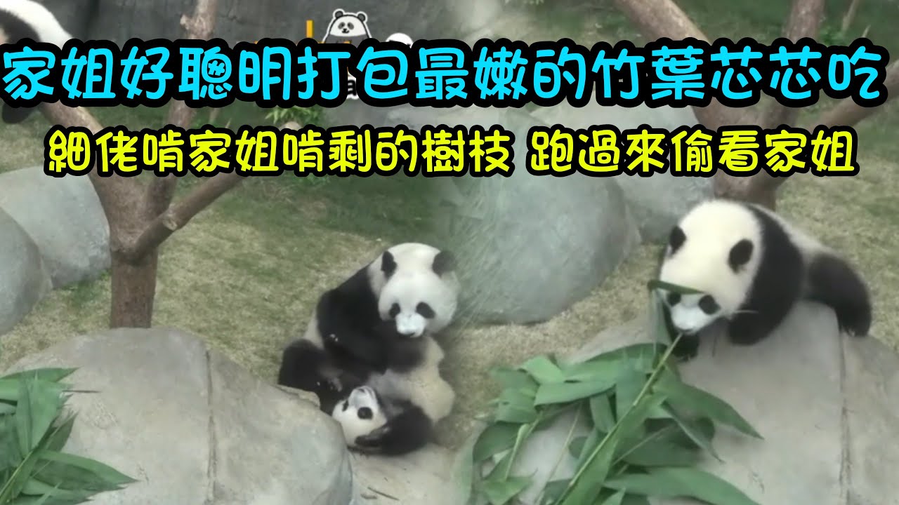 5月24日  盈盈午飯沒吃就過來照顧家姐細佬，家姐聰明叼著竹葉芯芯吃，細佬啃家姐啃剩的樹枝，跑過來偷看家姐