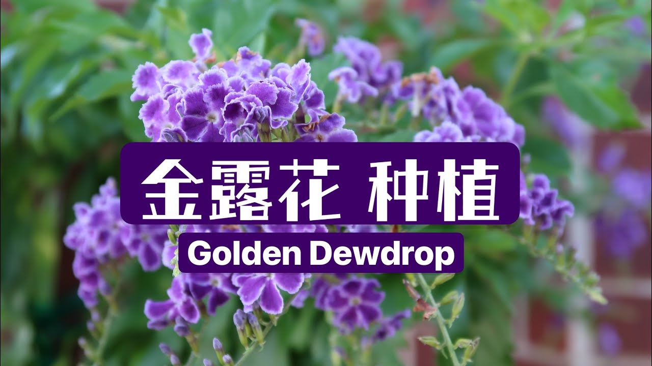 金露花 Golden Dewdrop 种植