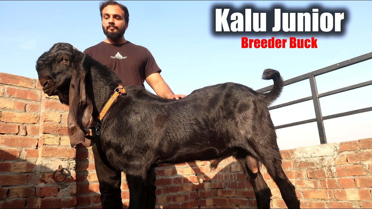 Top Quality Breeder Buck Kalu Junior | Goat Farming Pakistan