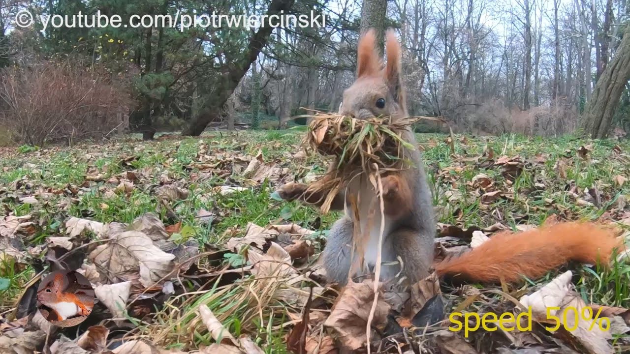 2021-12-04 wiewiórka Srebrna szykuje gniazdo na zimę