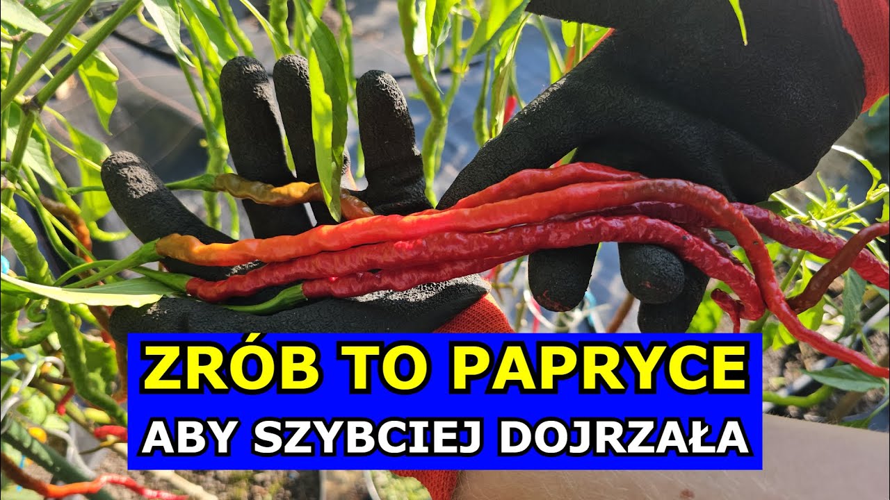 Zr&oacute;b to Papryce, aby Dojrzała. Jak Przyspieszyć Dojrzewanie Papryki. Pielęgnacja Papryki w Sierpniu.