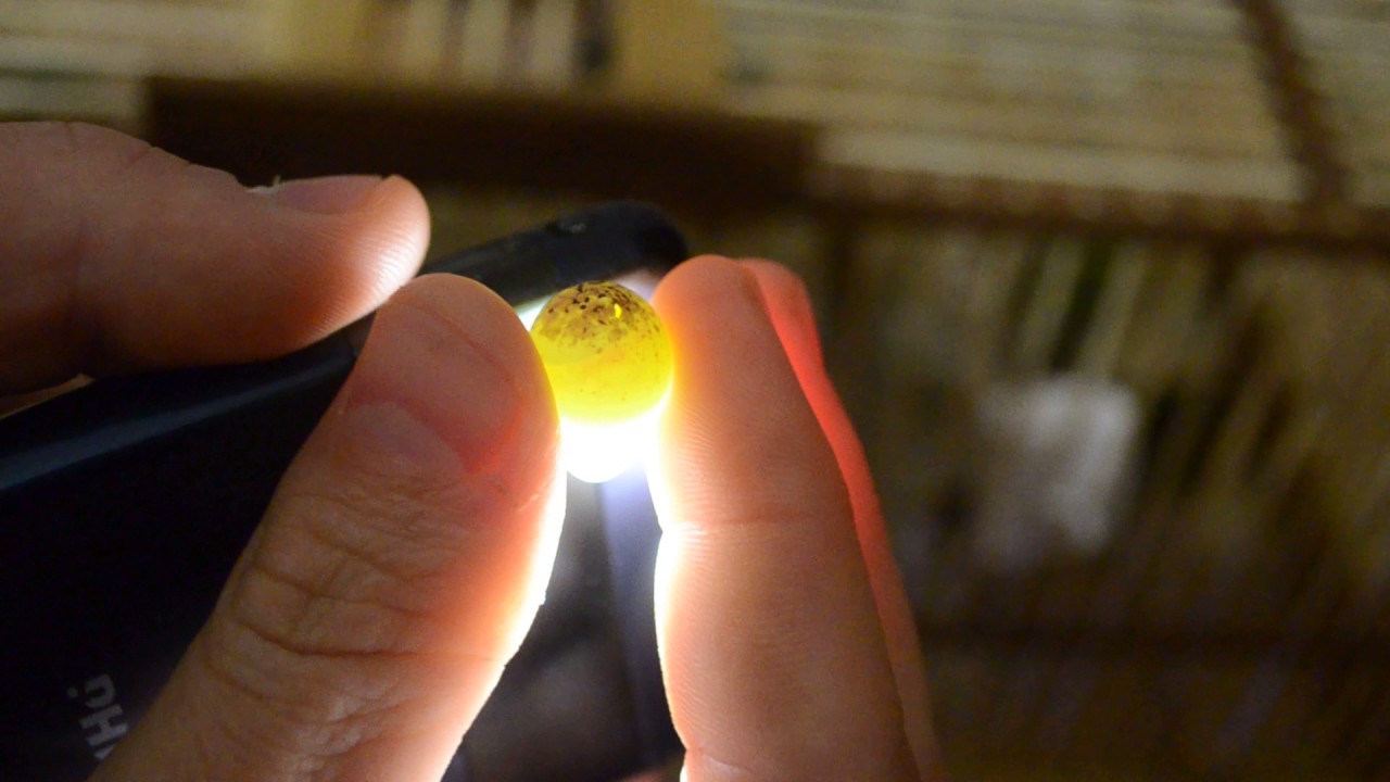 гиБРИТИзация ЧИЖ + КАНАРЕЙКА просвет яиц