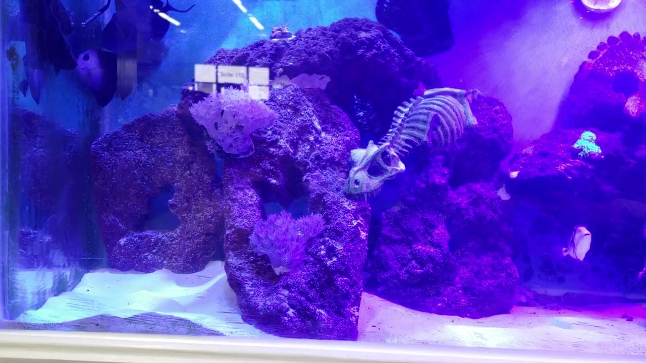 Lava Rock Safe For Mixed Reef Tanks?