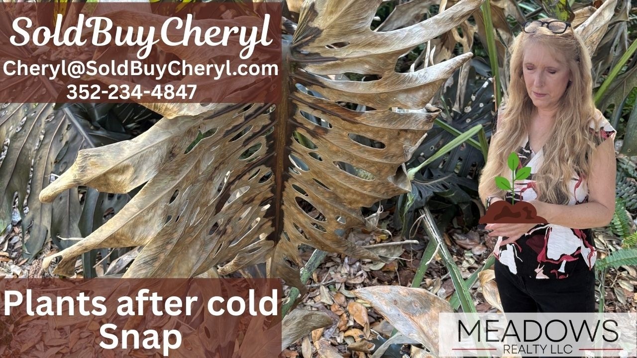Florida Plants after Cold Snap