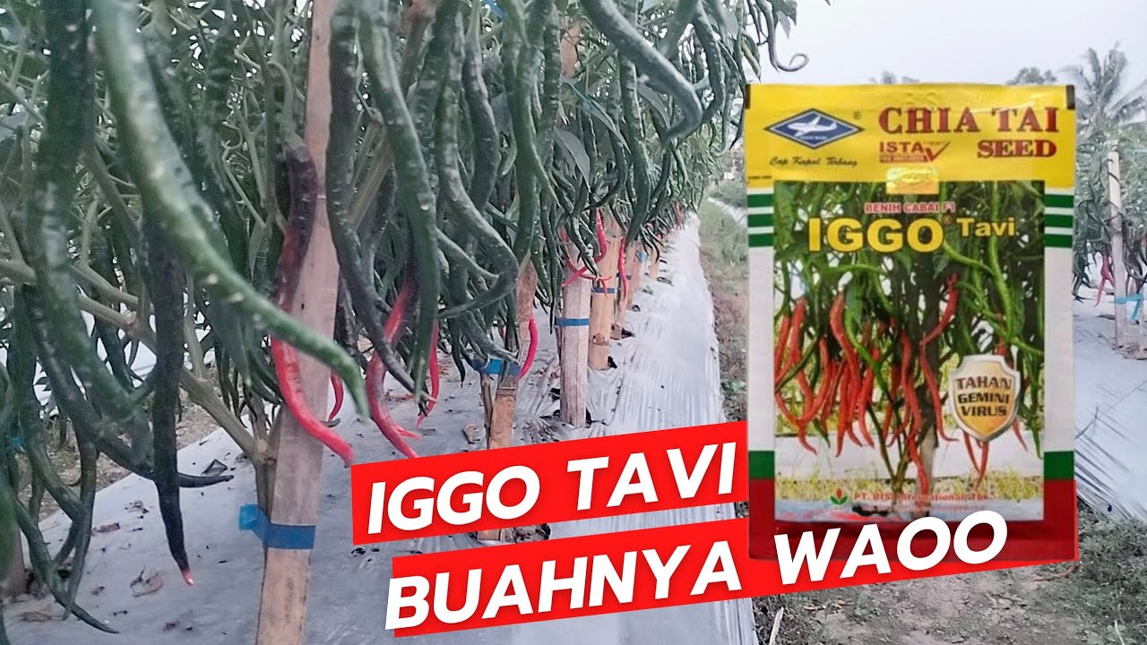 iggo tavi, cmk iggo tavi tahan virus kuning