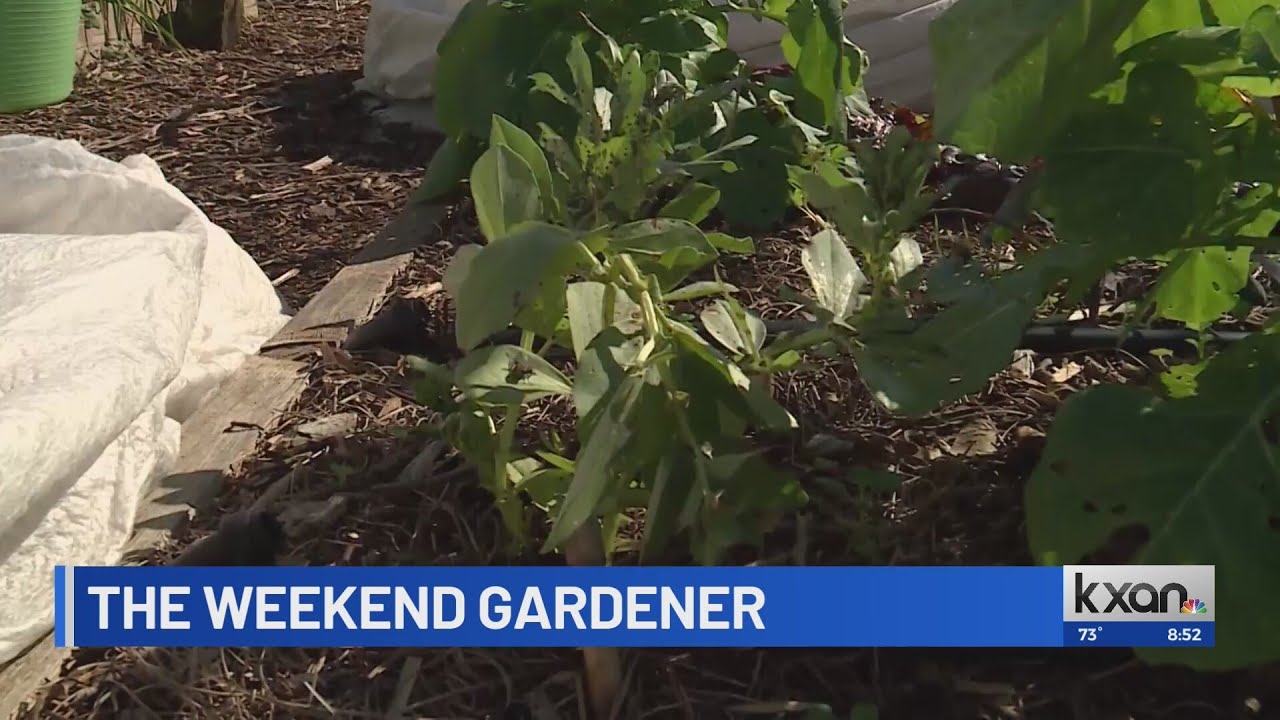 The Weekend Gardener: The benefits of diversifying, interplanting techniques